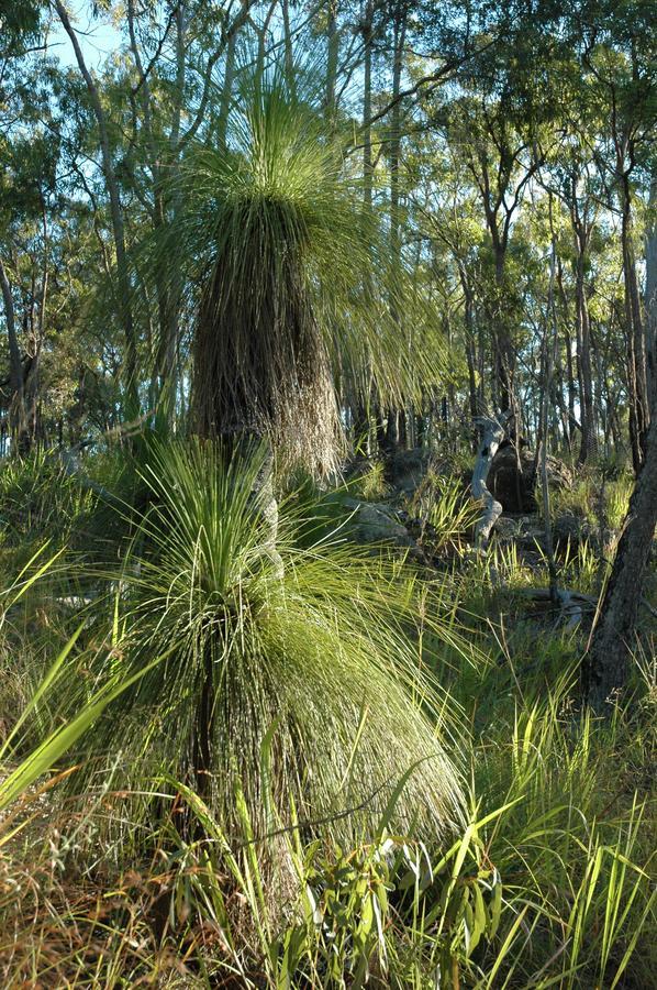 Jackaroo Motel Mareeba Dış mekan fotoğraf